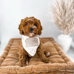 It's The Little Things- Belly Laughs - Red  female Goldendoodle puppy in Russell Springs, Kentucky from Milk & Honey Doodles