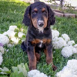 Goldendoodles from PJs Puppy Love GOLD level GANA Breeder
