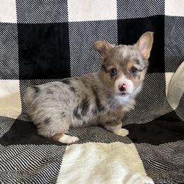 American Corgi Puppies from Piney Woods Corgis