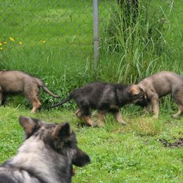 Shiloh Shepherd Puppies from Solace Shilohs