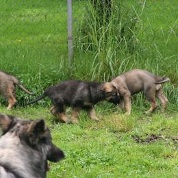 Shiloh Shepherd Puppies from Solace Shilohs