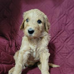 Bogie - Red  male Goldendoodle puppy in Blountsville, Alabama from Southern Charm Goldendoodles
