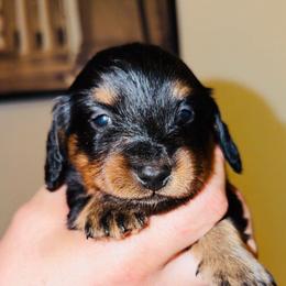 Party - Black and tan male Dachshund puppy in Albuquerque, New Mexico from Designer Dachshund Club