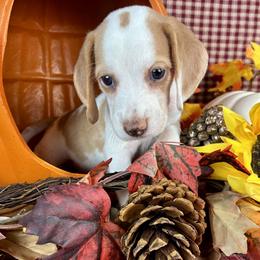 Burgundy - Brown white and tan male Beagle puppy in Katy, Texas from Houston’s Howlin’ Hounds
