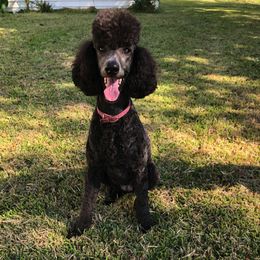 Poodle All Grown Up from Pearson’s Poodles