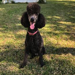 Poodle All Grown Up from Pearson’s Poodles