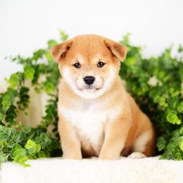 Midnight -FULL AKC REGISTRATION- - Red male Shiba Inu puppy in Neosho, Missouri from Kenny Cave K9s