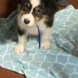 Australian Shepherd Puppies from Mullis Australian Shepherd