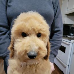 Baxter, lt blue - Cream male Goldendoodle puppy in Blountsville, Alabama from Southern Charm Goldendoodles