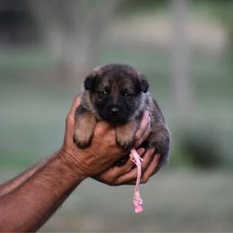 Light Pink - Sable female German Shepherd puppy in Cherryville, North Carolina from Masky Kennel