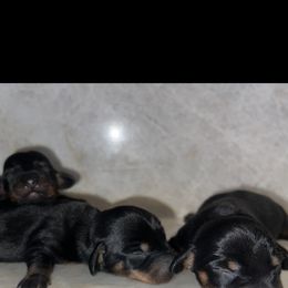Boy 3 - Black and tan male Dachshund puppy in Jurupa Valley, California from Divine Doxies