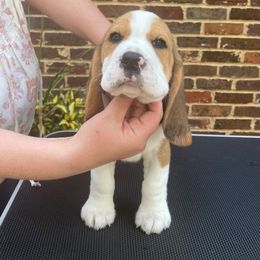 Beagle Puppies from Culben Creek Beagles