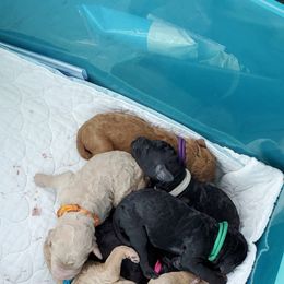 Poodle Puppies from Deborah Busch Poodles