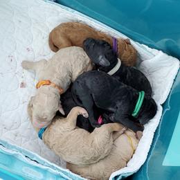 Poodle Puppies from Deborah Busch Poodles