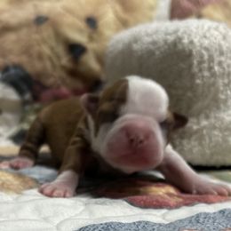 Autumn - Red female Boston Terrier puppy in Peru, Indiana from Angie's Little Bostons And Frenchies