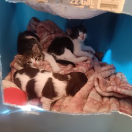 Dachshund Puppies from Lauren's Dachshunds