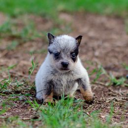 Leedey - Blue male Australian Cattle Dog puppy in Fairview, Oklahoma from Flying D Kennels