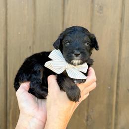 Linus - Phantom male Bernedoodle puppy in Bellville, Ohio from Bernedoodle Buddies