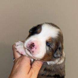 Harry - Blue merle male Toy Australian Shepherd puppy in Princeton, Louisiana from Legacy Hill Aussies