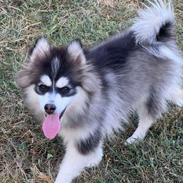 Pomsky, Shetland Sheepdog, and Toy Shetland Sheepdog Puppies from Mountain High Kennels