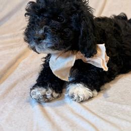 Sailor - Black and white male Cockapoo puppy in Saint Louis, Missouri from Jax Doodles