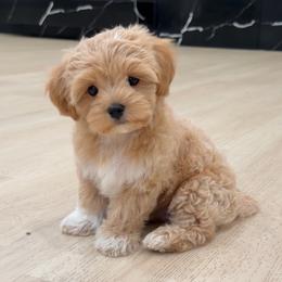 Milan - Apricot male Maltipoo puppy in Spring, Texas from GlamPaw Maltipoos