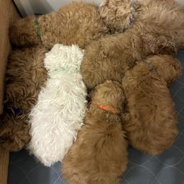 Cavapoo Puppies from Lucy Lou’s Cavapoos