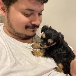 Schnoodle Puppies from Noodle Tings Puppies