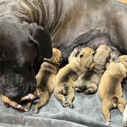 Crown (Orange) - Fawn female Boerboel puppy in Delta, Colorado from SATA Kennels