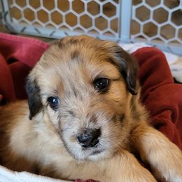 Aussiedoodle Puppies from Ocala Doodle Ranch