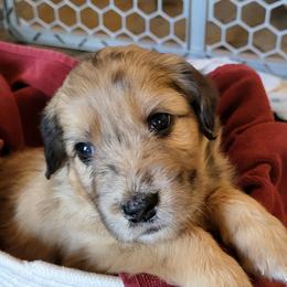 Aussiedoodle Puppies from Ocala Doodle Ranch