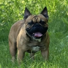 Dewey - French Bulldog