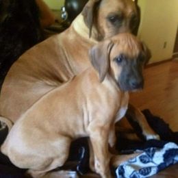 Rhodesian Ridgeback Puppies from Lyonnese Rhodesian Ridgebacks