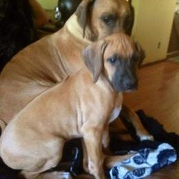 Rhodesian Ridgeback Puppies from Lyonnese Rhodesian Ridgebacks