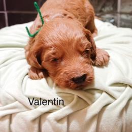 Valentin - Apricot male Goldendoodle puppy in Pasco, Washington from Camp Doodle Woods