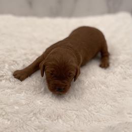 Bentley - Red  male Goldendoodle puppy in Kansas City, Kansas from Bella & Ivy’s Mini Goldendoodles of KC