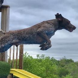 German Shorthaired Pointers from Halestorm Kennel