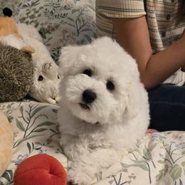 Bichon Frise Puppies from Beloved Bichon