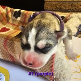 1 (purple) - Gray and white female Siberian Husky puppy in Dane, Wisconsin from Sunny Hurricane Siberians