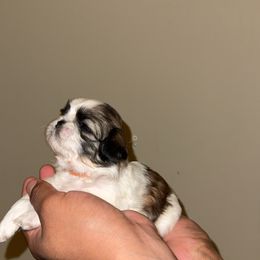 CKC Orange, Female - Gold and white female Shih Tzu puppy in Winston Salem, North Carolina from Shihtzuandoodlenc.LLC
