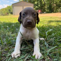 Chai - Liver and white male German Shorthaired Pointer puppy in Axton, Virginia from Red Clay Kennels