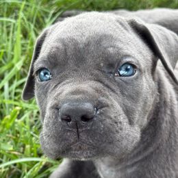 Crackle - Gray male Cane Corso puppy in Russellville, Missouri from Soaring Royalty Canines LLC