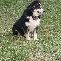 Lady - Australian Shepherd