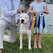 Dogo Argentinos and French Bulldogs from El Riachuelo Dogo Argentino