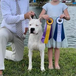 Dogo Argentinos and French Bulldogs from El Riachuelo Dogo Argentino