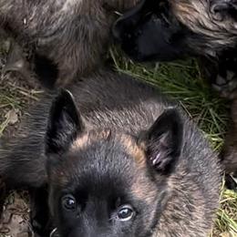 Boy 1 - Fawn sable male Belgian Malinois puppy in Alger, Michigan from Aspen’s Edge Kennel