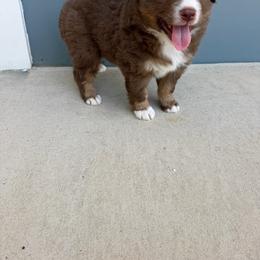 Bingo - Red tri male Miniature Australian Shepherd puppy in Denton, Texas from Rigsby Ranch