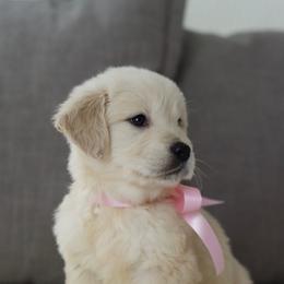 1st Pick Girl ( Ms.Pink) - Light golden female Golden Retriever puppy in Albany, Kentucky from Castleton Brooks Goldens