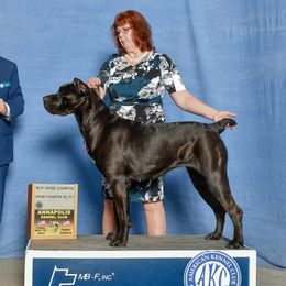 Rabel - Cane Corso