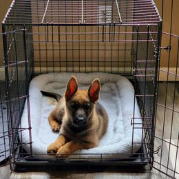 German Shepherd Puppies from Royalty German Shepherds